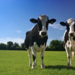 Landelijke verplaatsingsregeling veehouderijen met piekbelasting