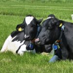 Boerenexperimenten in de Friese Kleiweide (Regio Deal Natuurinclusieve Landbouw)