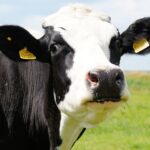 Subsidie Duurzaam Boeren Drenthe Melkveehouderij 2025-2026