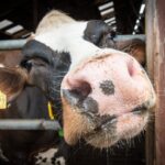 Hygiënisatie- en drooginstallaties (HDI)