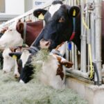 Maatwerkregeling Agroprogramma opent op 1 december