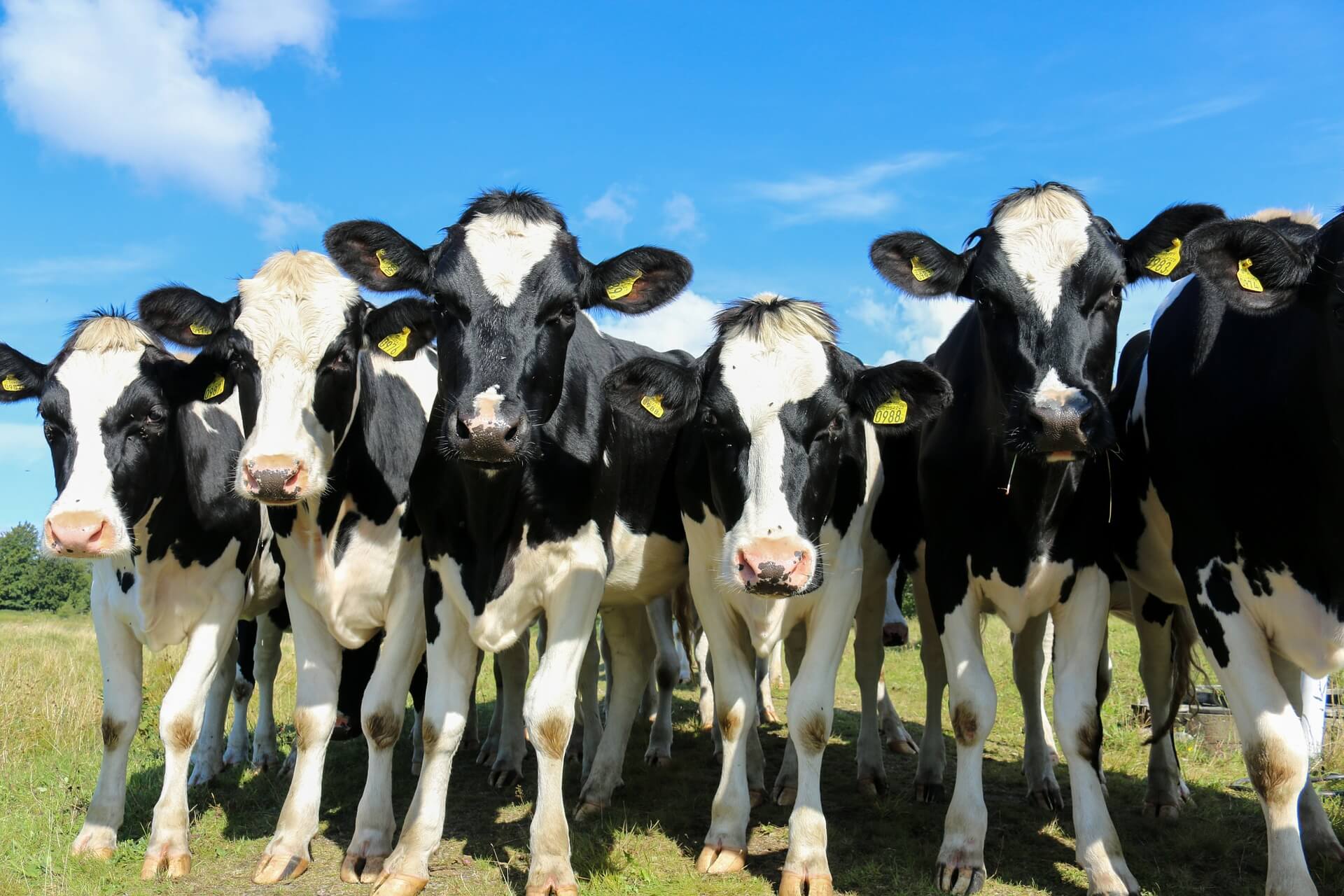 Nieuwe aanvraagronde stikstofreductie