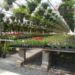 Subsidie voor investeringen in energie glastuinbouw open op 1 juli