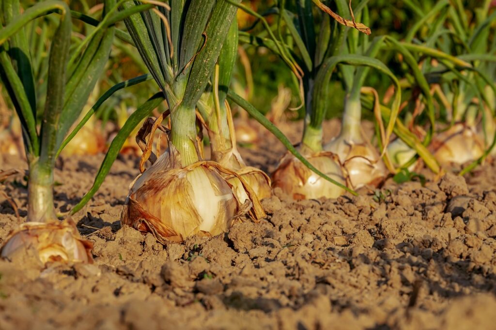 Gewijzigde Geïntegreerde gewasbescherming