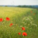 Subsidie voor meer natuurinclusieve landbouw