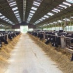 Maatlat Duurzame Veehouderij 2016