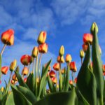 Subsidieadvies Noord-Nederland